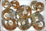 Lot: Polished Ammonites ( - ) - Pieces #101598-1